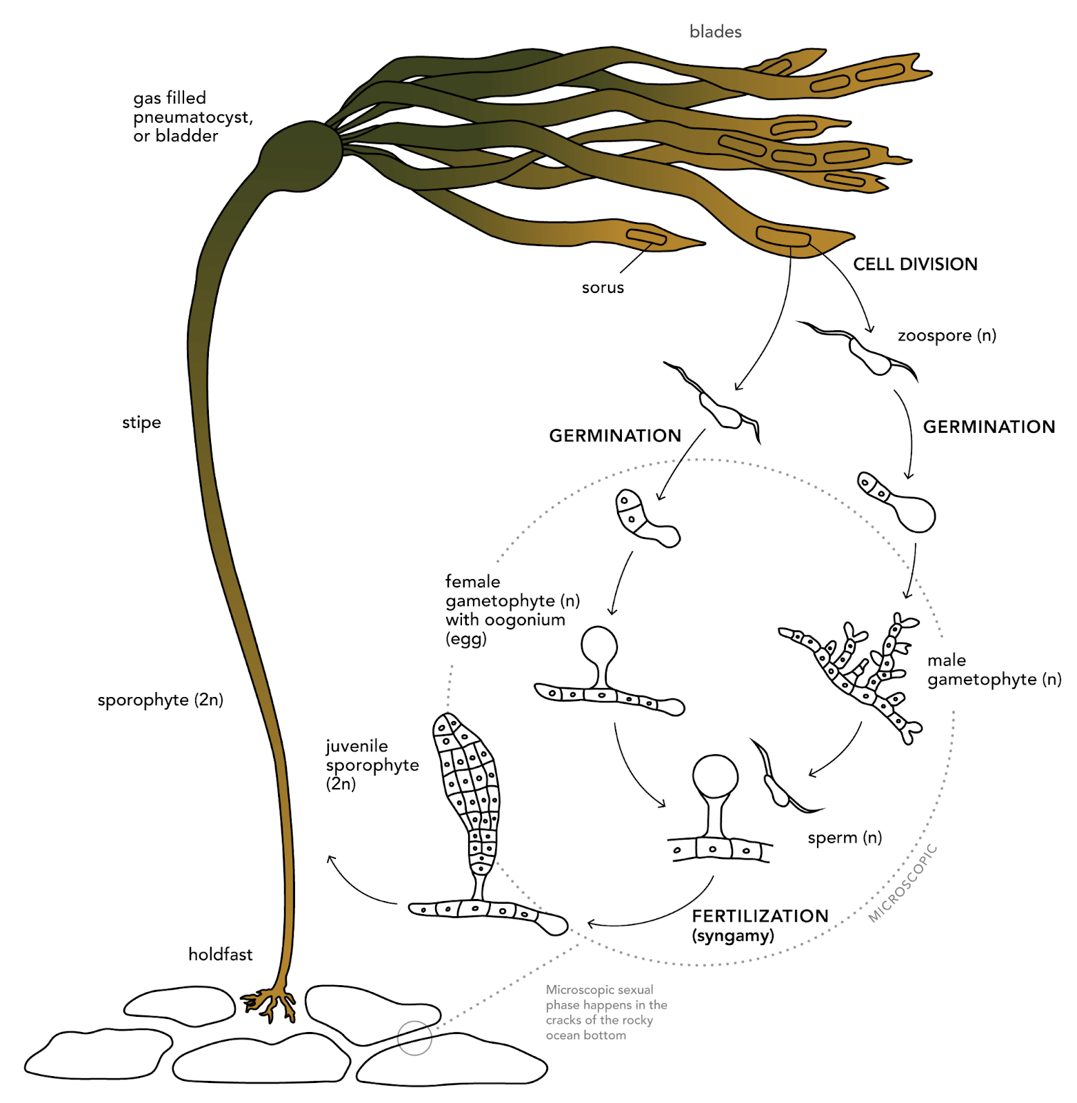 <IPython.core.display.Image object>