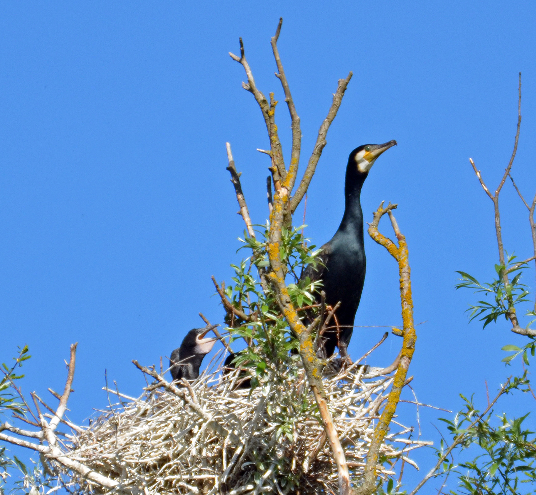 Image of a Cormorant from Thalinger et al 2018