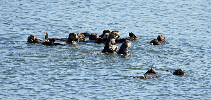 Image of an otter raft