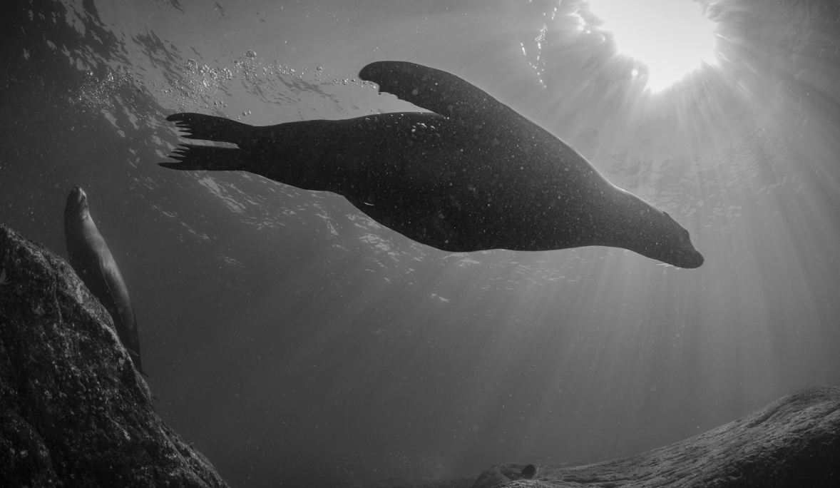 Photo of a Sea Lion from below